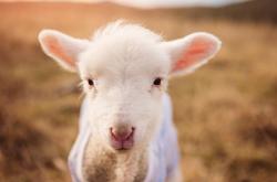 开云体育app-羽球场上演双重奏，印尼队轻取强敌，安赛龙状态登峰