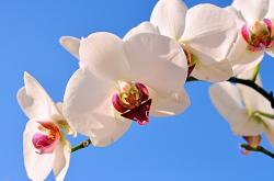 开云体育APP下载-伊莫拉1毫米奇迹，勒克莱尔雨战绝杀，索伯终结红牛王朝