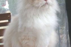 开云体育中国-银箭的叹息，汉密尔顿如何用阿斯顿·马丁的思维，完成对法拉利的致命翻盘