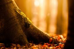 开云体育登录-剑指巴黎，横扫欧陆，樊振东领军，中国男团完胜波兰展王者气象