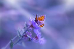 开云体育APP下载-绝对与相对，当基耶萨的锋芒撞上国际米兰的坚壁，足球宇宙的守恒法则