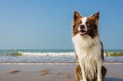 开云体育平台APP-惊涛骇浪一锤定音，东决焦点战中，步行者用一节时间凿穿雄鹿