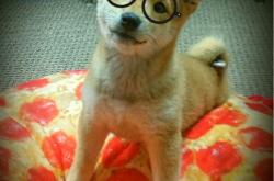 开云sport-新月照狂潮，布克怒砍41分助篮网险胜山西，危机中绽放唯一光芒