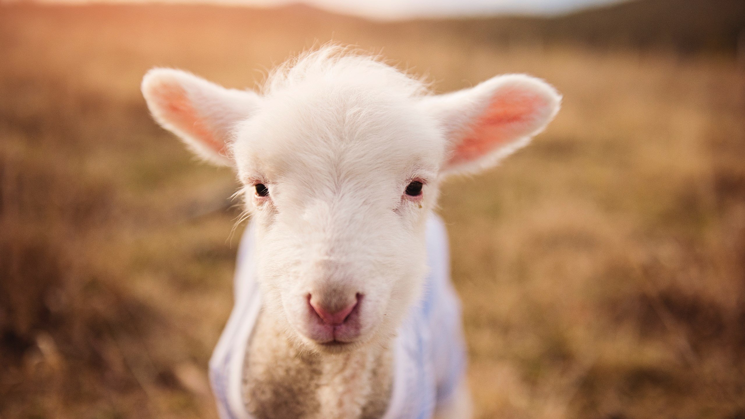 羽球场上演双重奏,印尼队轻取强敌,安赛龙状态登峰