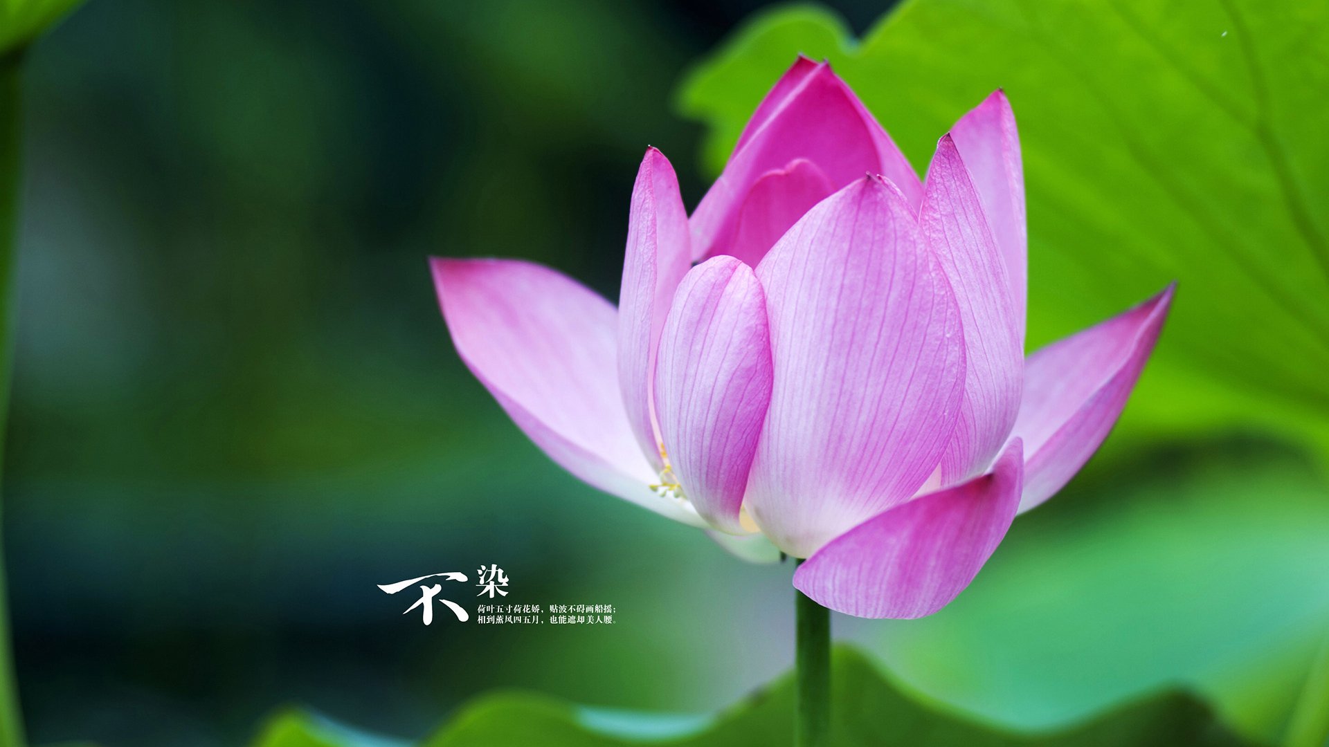 双重战场，当红土荣耀与团队荣光在兹维列夫的灵魂中对决