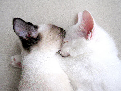 奇迹夜，拉塞尔全场统治下的哈斯险胜—一场颠覆与意志的胜利