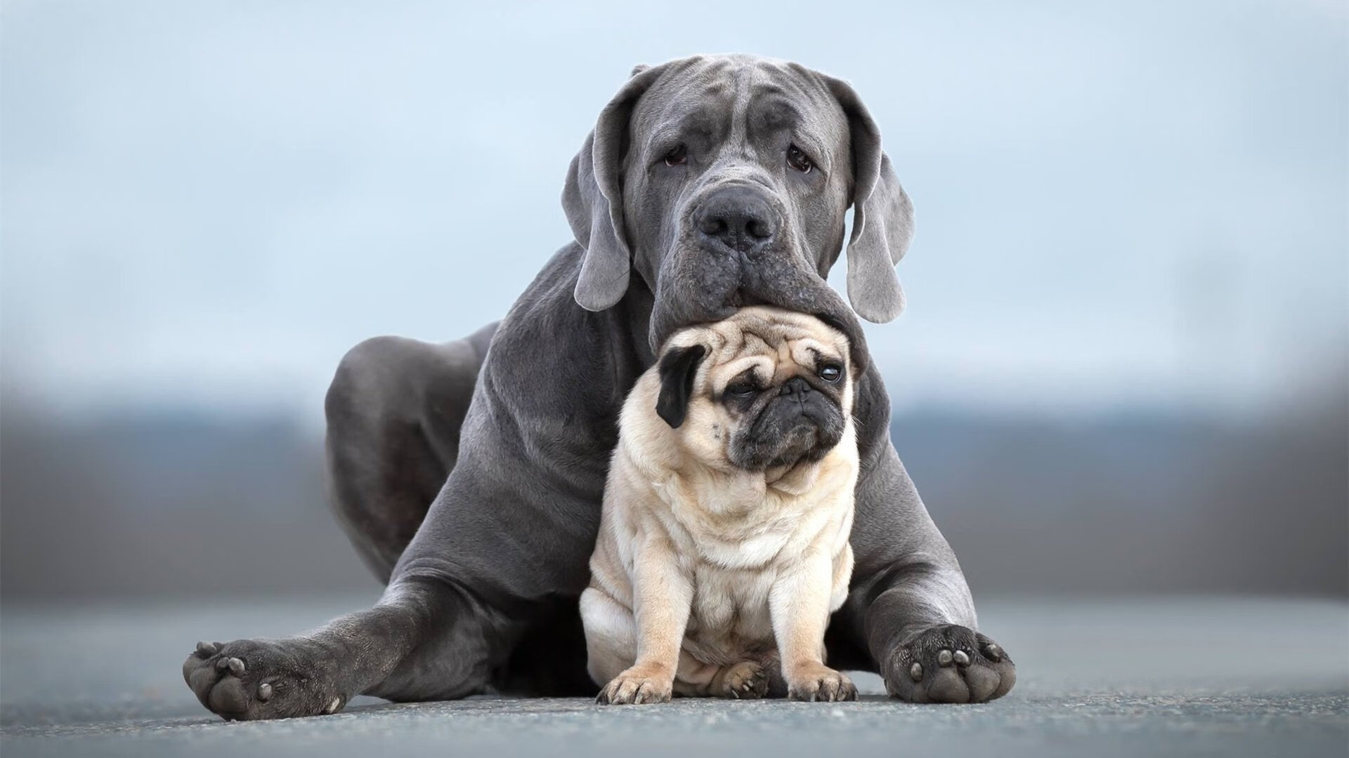 孤舰的旗帜,当阿斯顿马丁冲破银色浪潮,汉密尔顿如何以肩为桥