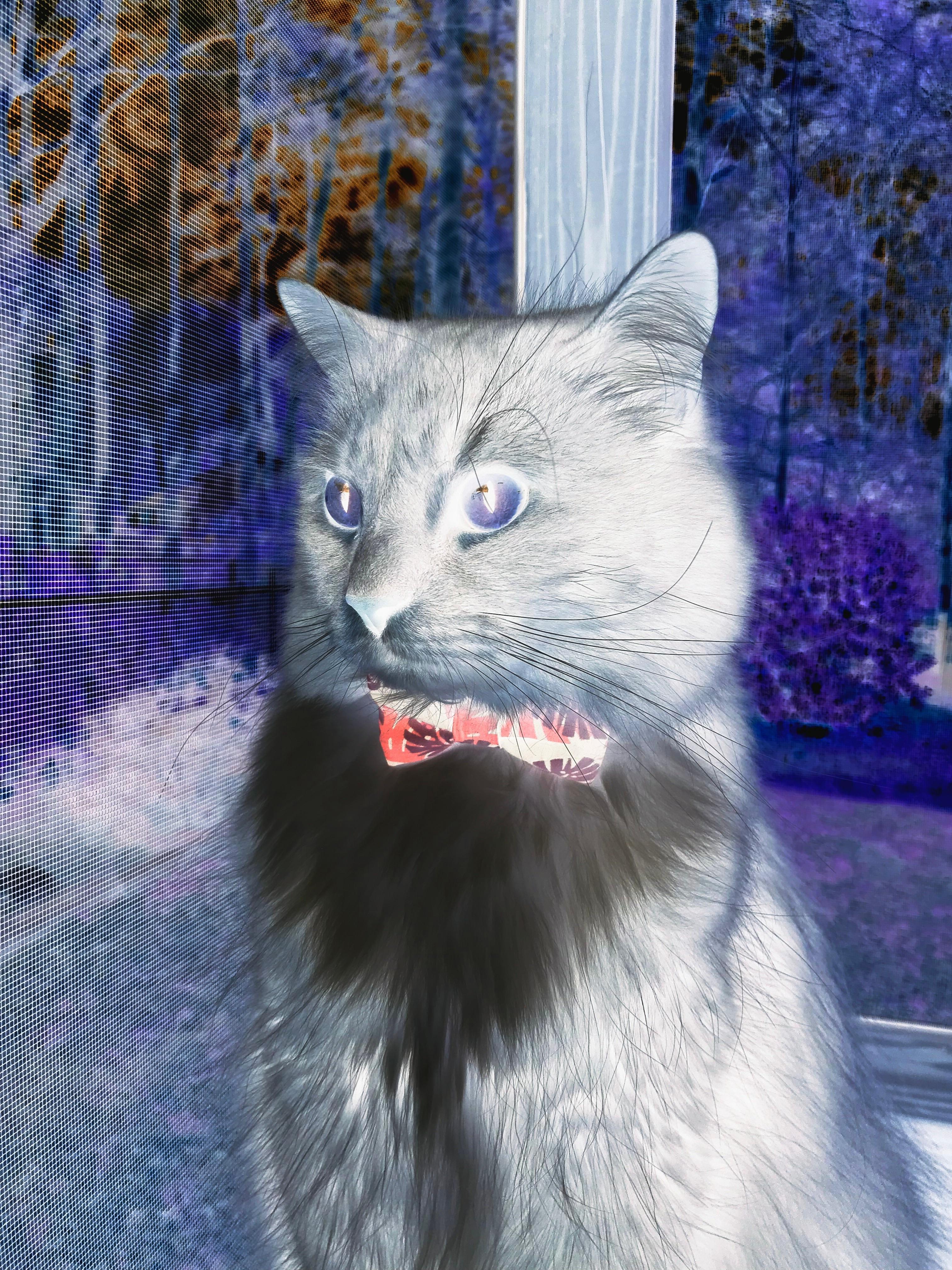 澳网VS美网，不止于场地球速的碾压之战—兹维列夫如何在这里找到高光舞台？