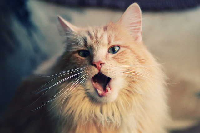 疆界两侧，当紫金荣耀遇见黄黑风暴