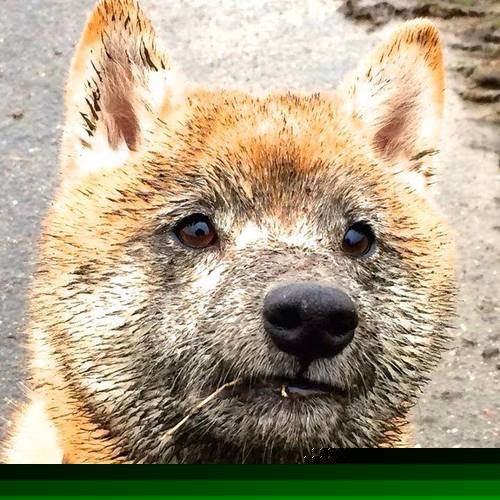 撕裂夜幕,锡安·威廉姆森与他的涅槃季后赛之夜