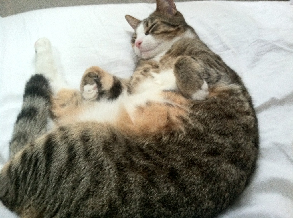 大地与棱镜的对决,卡拉斯科的破局艺术