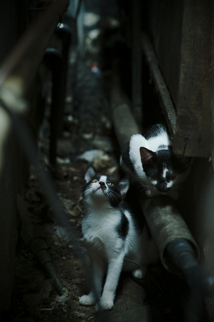 西决生死战之夜,当计时器归零,凯塞多这个名字成为硬仗的代名词