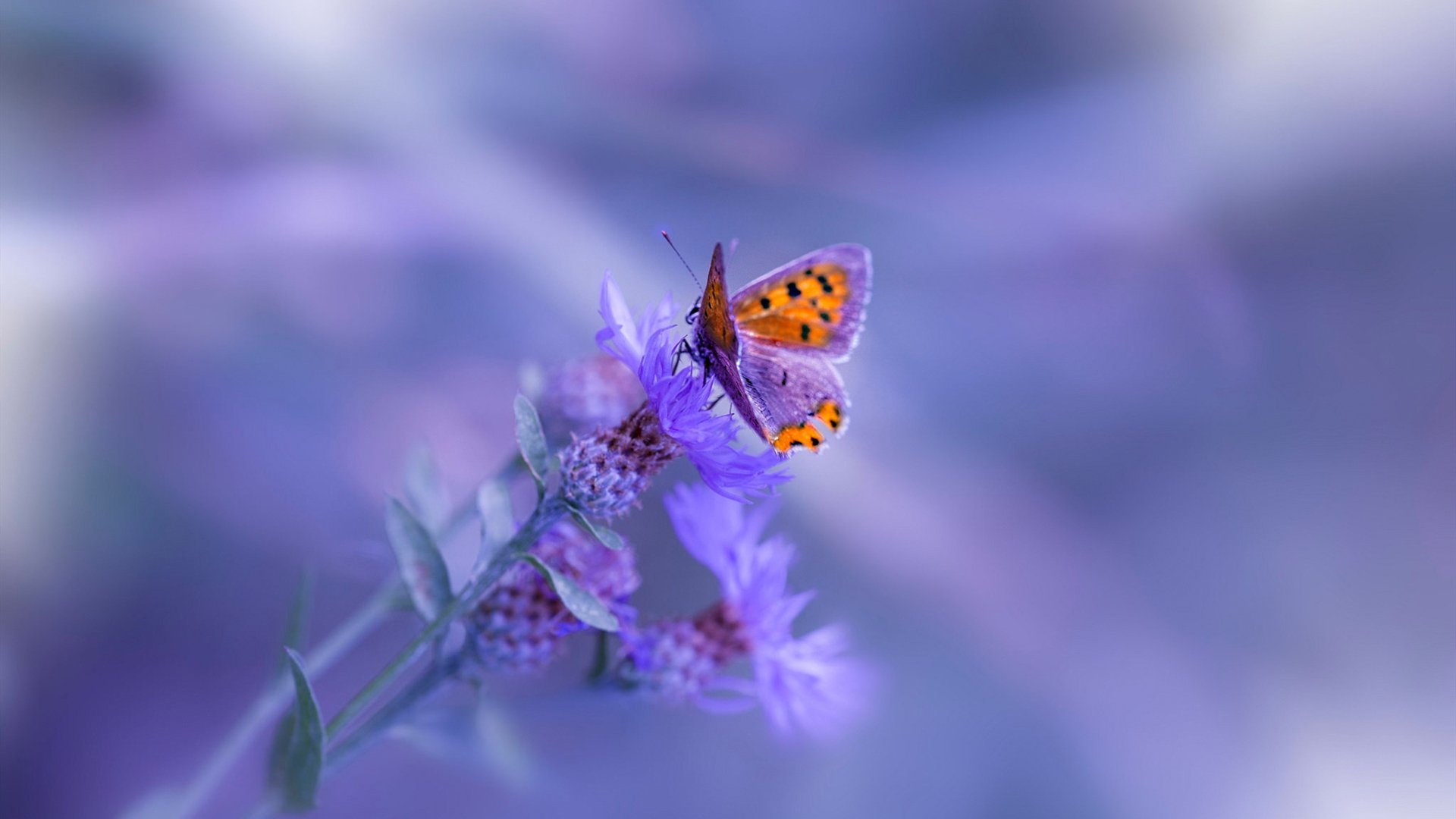 绝对与相对,当基耶萨的锋芒撞上国际米兰的坚壁,足球宇宙的守恒法则