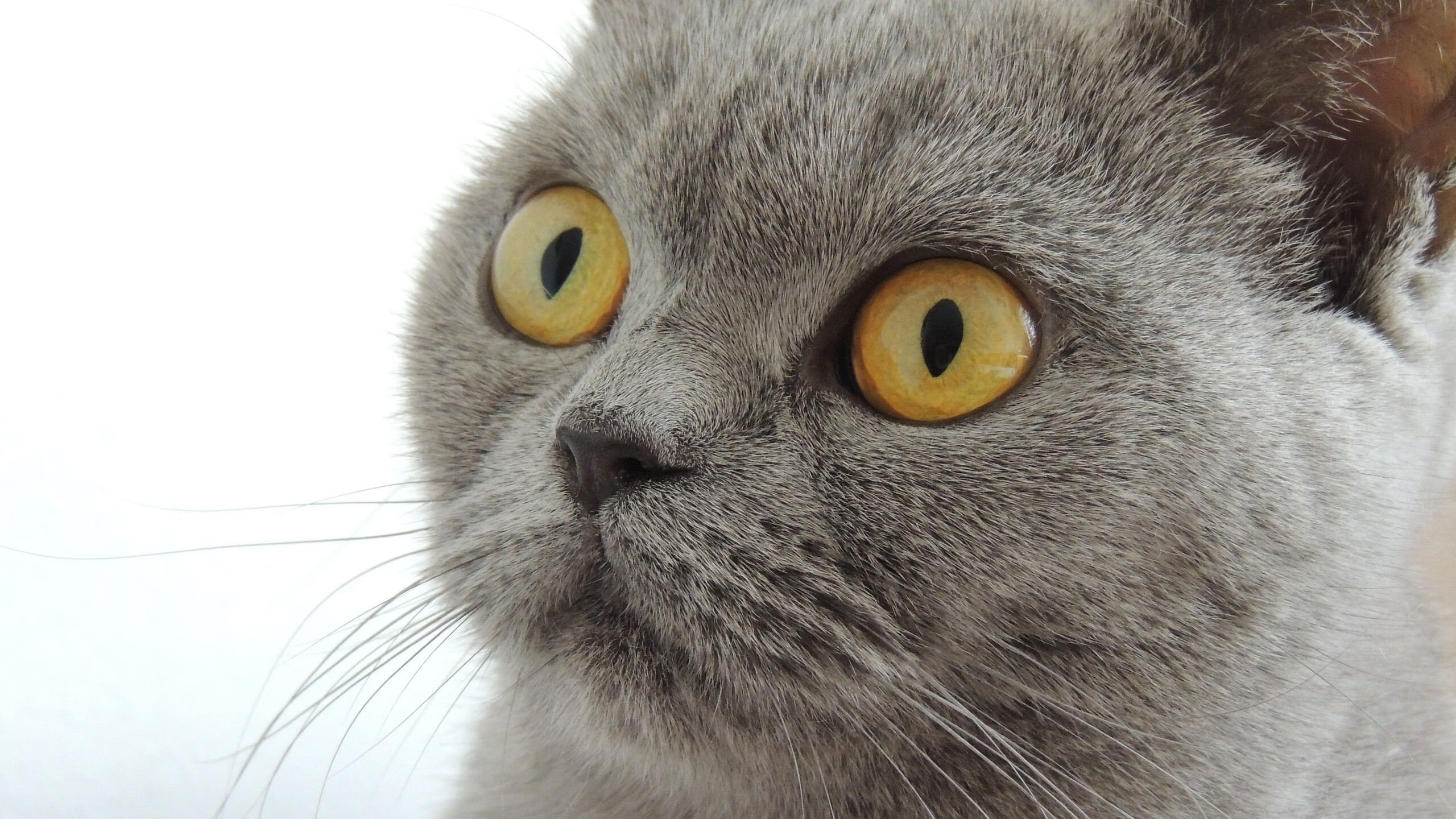 月光下的艺术家，西决生死战之夜，格列兹曼一舞定乾坤