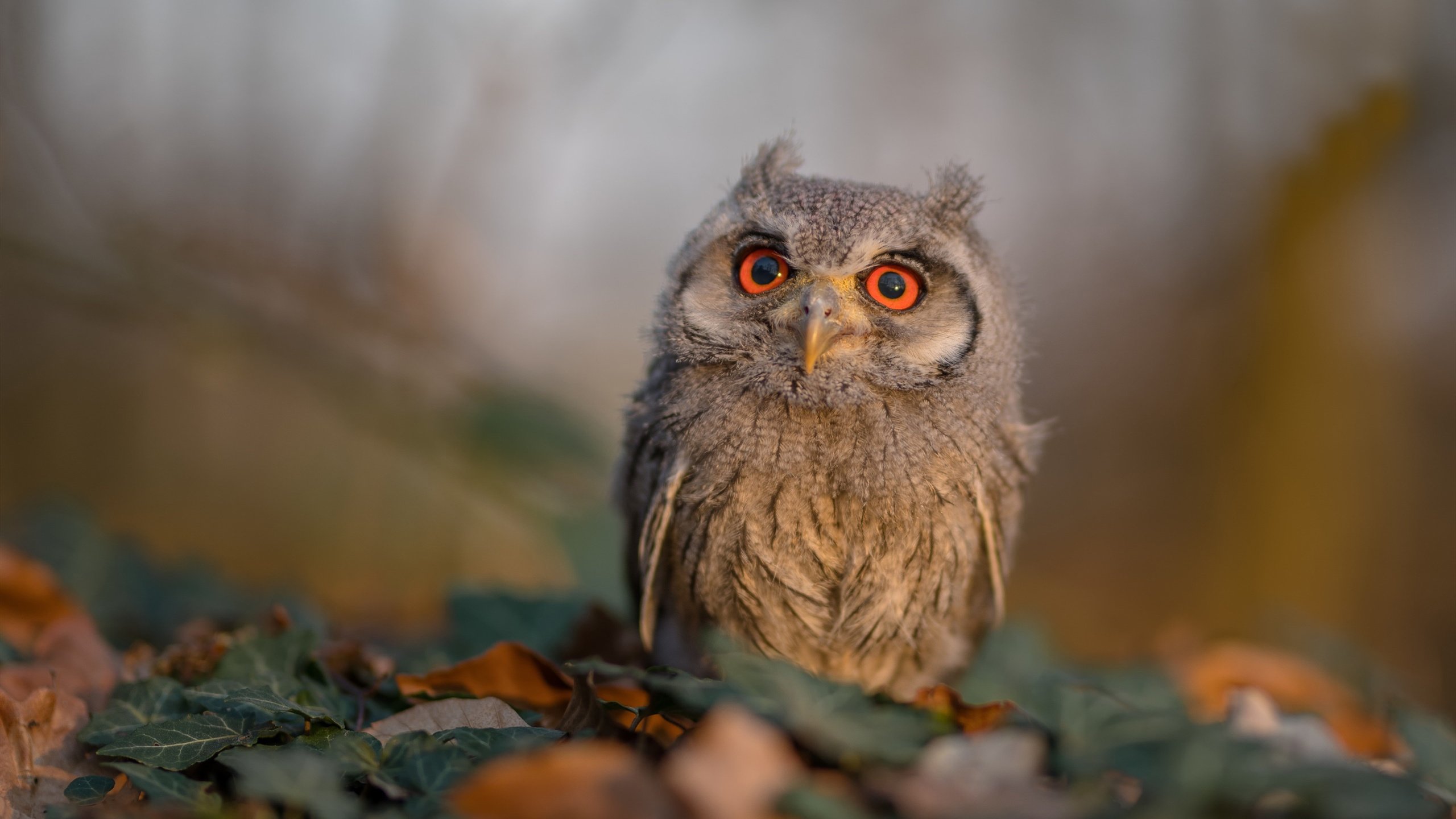 北欧战神伊布,鏖战几内亚上演数据统治级表演