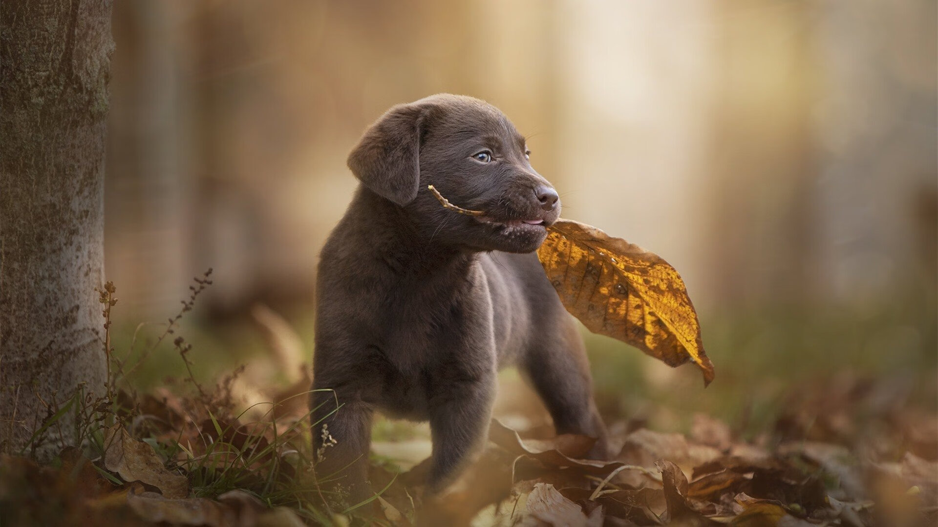 三分雨落，狼王咆哮，扎克·拉文末节20分导演史诗级逆转