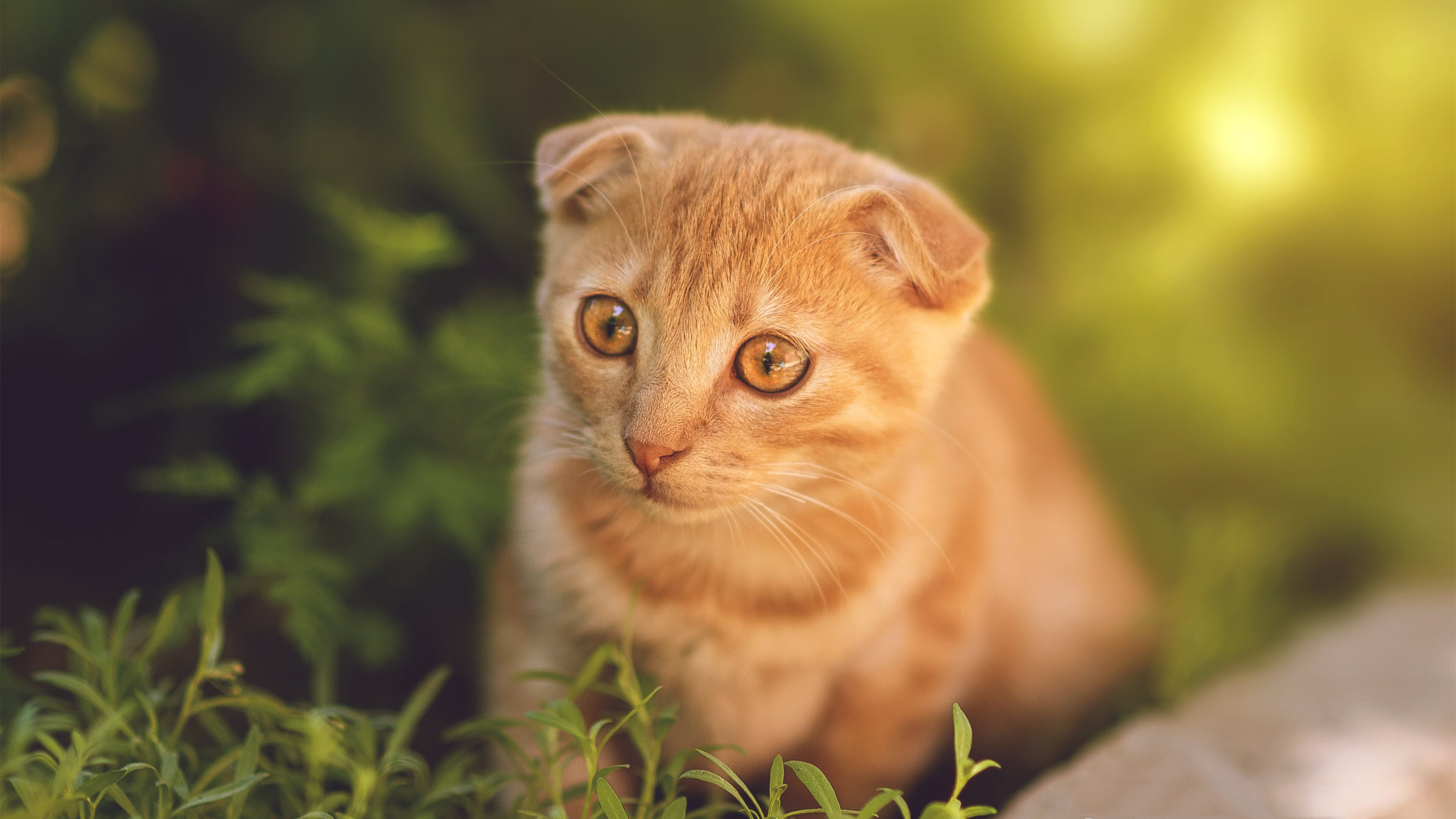 6记三分射落黄蜂!名记手记,贝恩如何成为浙江队的关键先生?