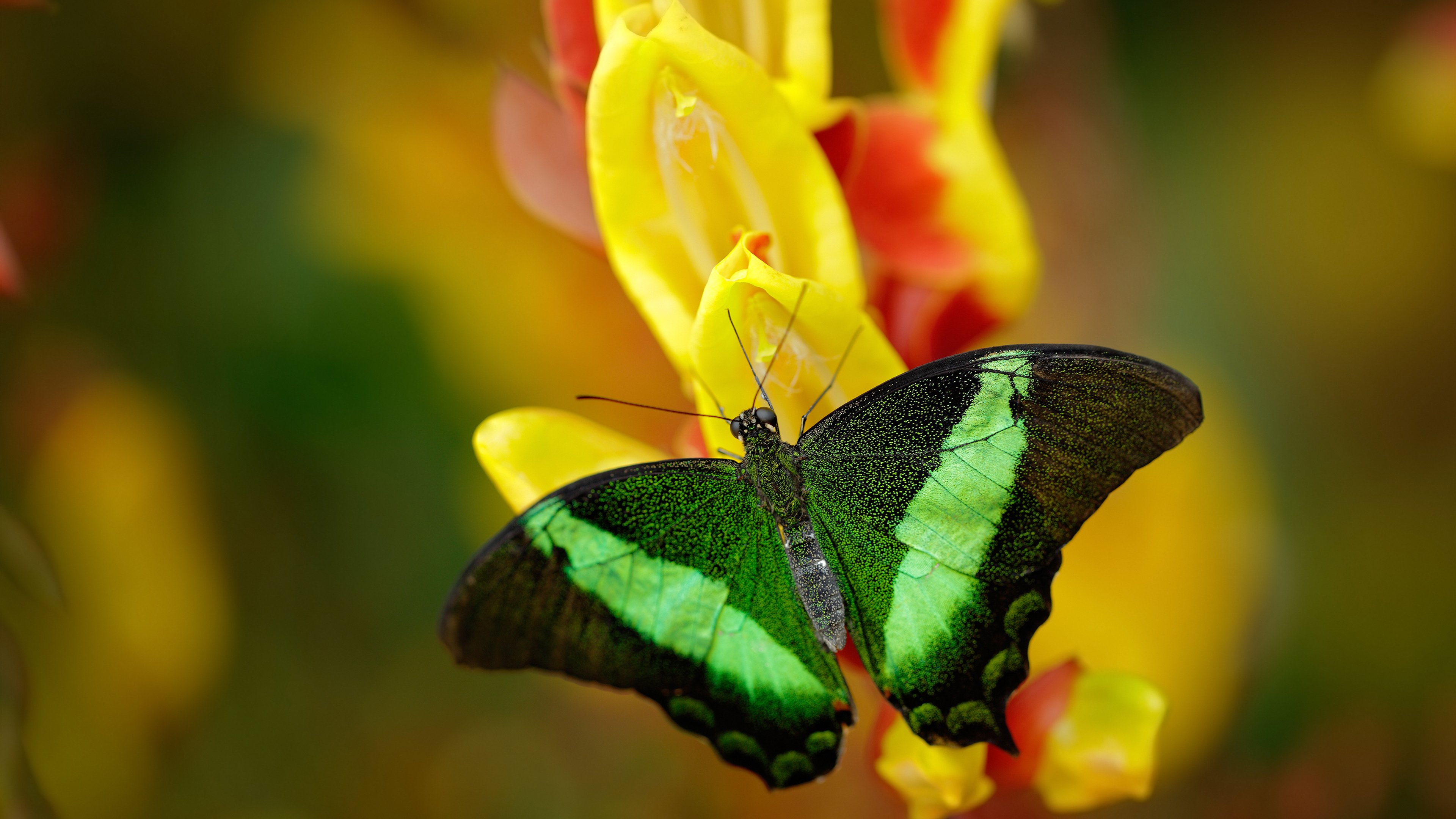 托尼魔幻夜！尼日利亚三叉戟全面压制里昂防线