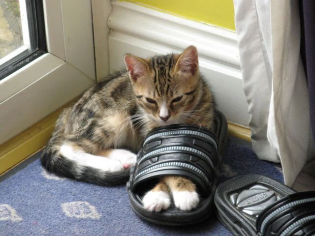 北欧冰墙 vs 安达卢西亚火焰，卡拉斯科利刃破局刷新纪录