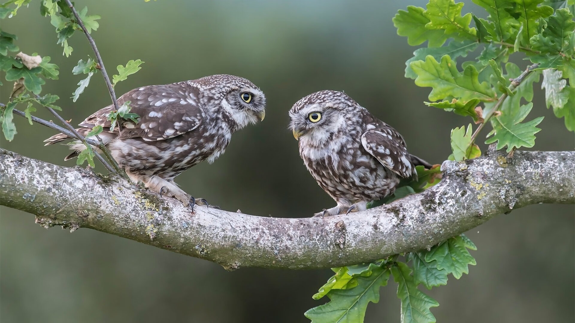 烈焰席卷埃及，红军铁蹄下的金字塔，特奥利刃难阻晋级狂潮