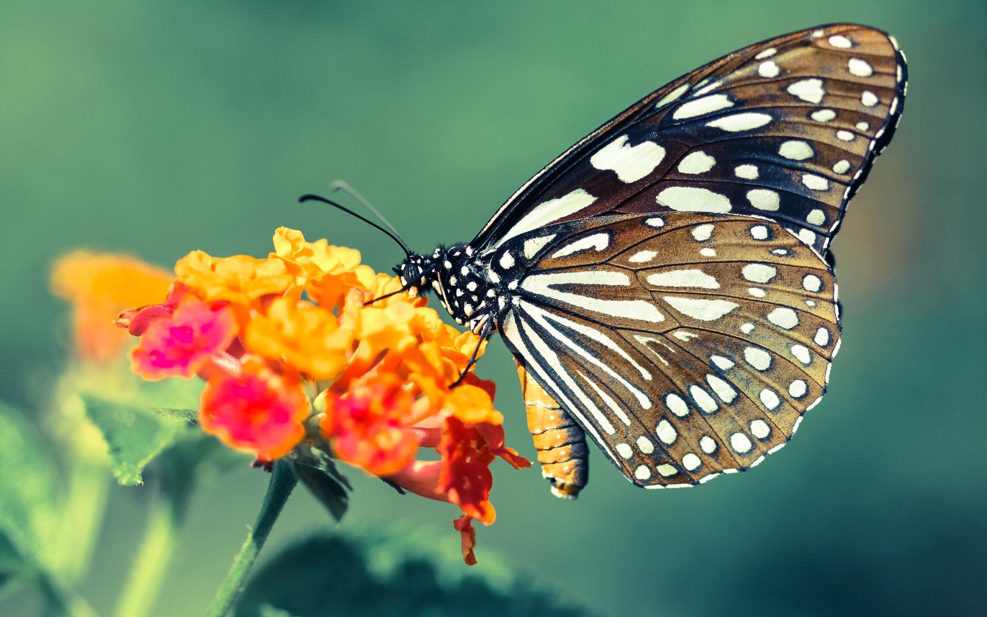 西甲国家德比之夜，巴斯托尼—穿越战火的大场面先生